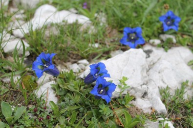 Gentiana dinarica: Mt. Prenj